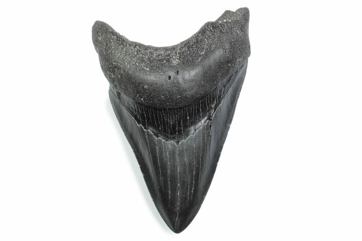 Serrated, Fossil Megalodon Tooth - South Carolina #370481